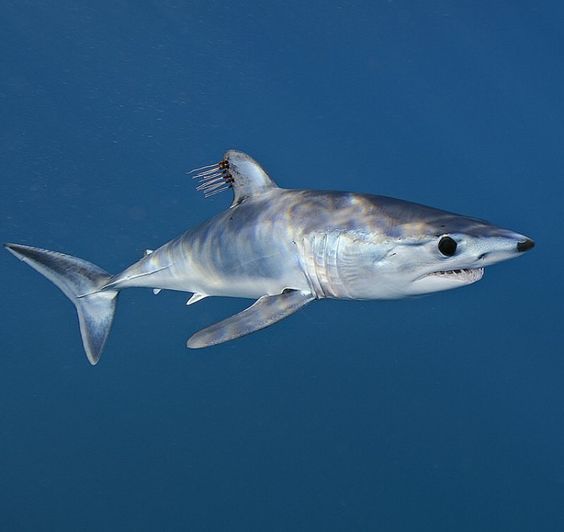 mako shark