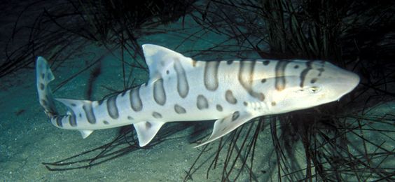 pyama shark