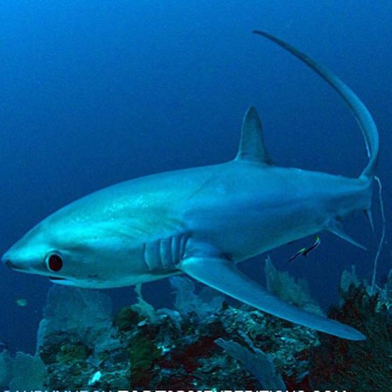 thresher shark